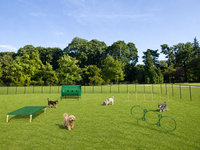 BarkPark Small Dog Agility Course Kit - Natural Color - 4 Piece Set