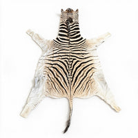 Real Zebra Hide Rug | Authentic South African Zebra