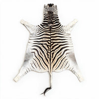Real Zebra Hide Rug | Authentic South African Zebra