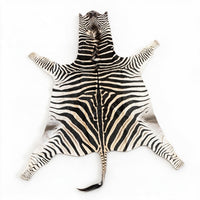 Real Zebra Hide Rug | Authentic South African Zebra