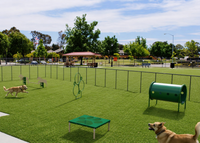 BarkPark Novice 4-Piece Dog Agility Course Kit - Natural Color with all four activities shown in outdoor grass setting